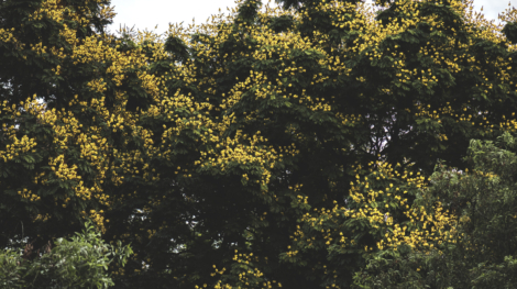 Lush green trees in a park