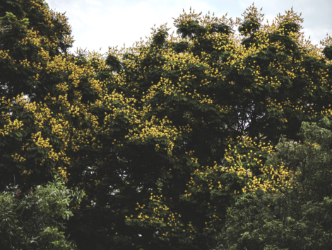 Lush green trees in a park