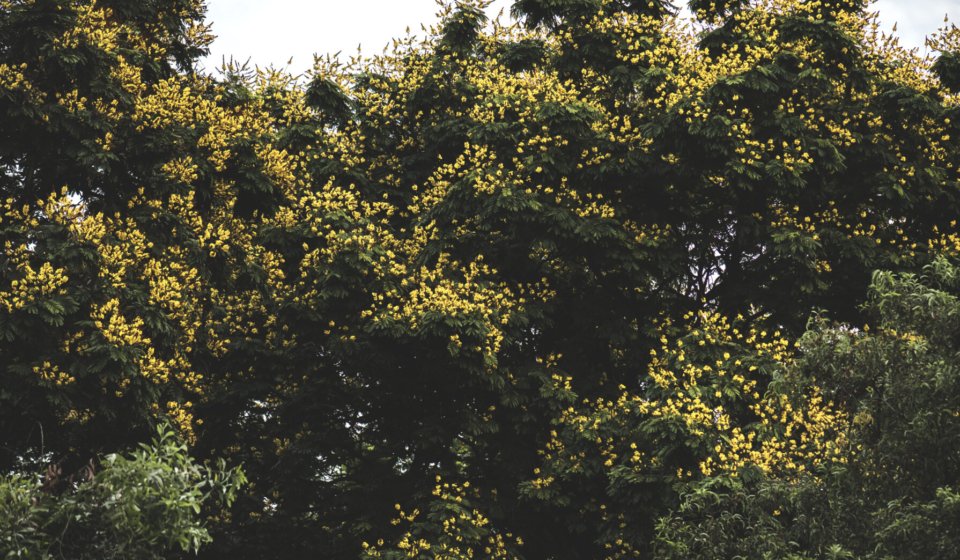 Lush green trees in a park